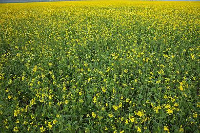 策略塔防游戏《人工智能防御》上线Steam 支持简中